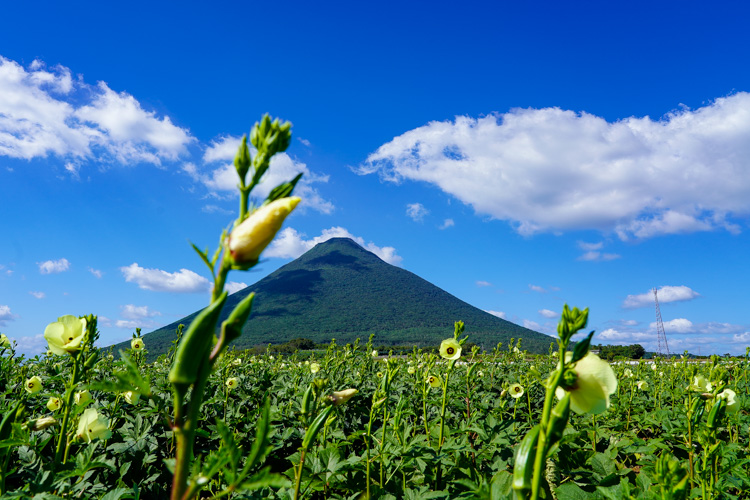 Okra field in Ibusuki City